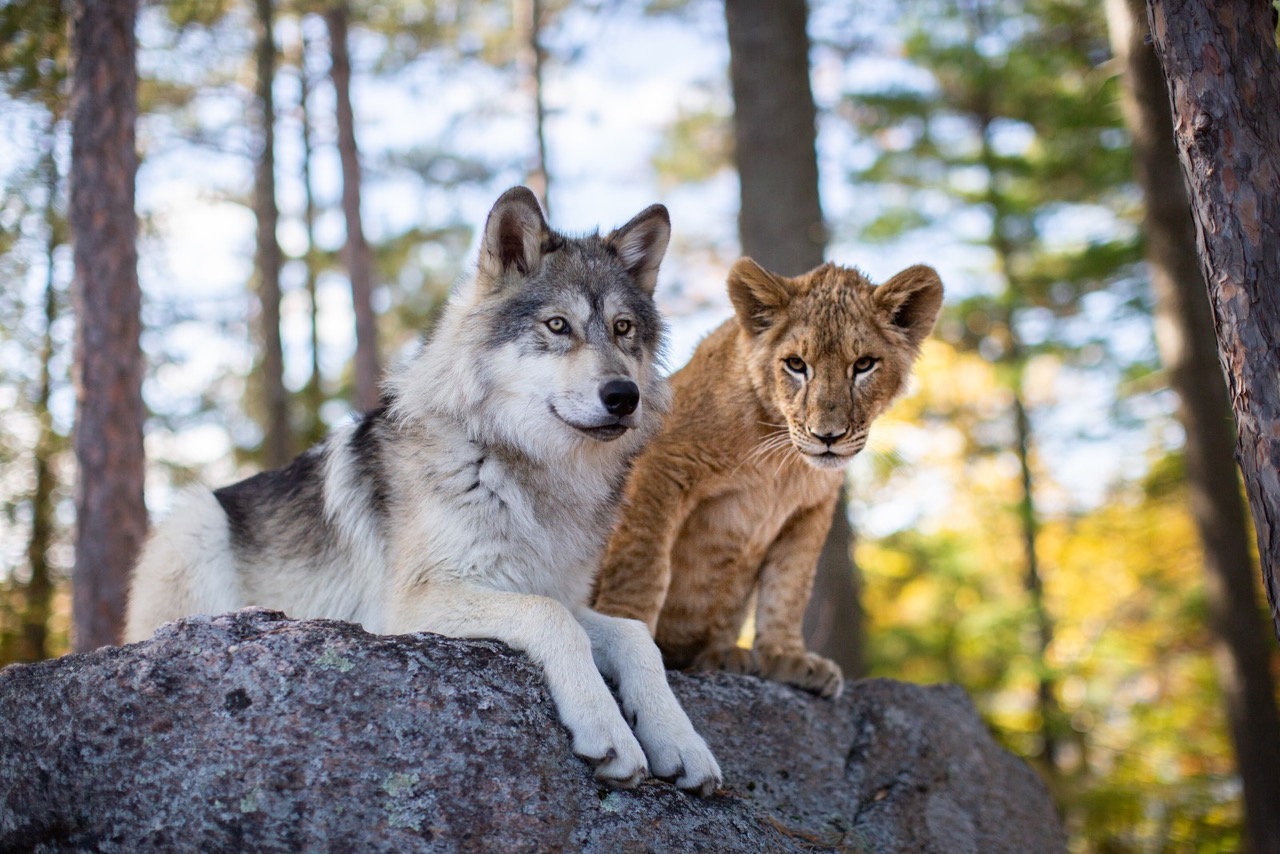 Loup Et Lion