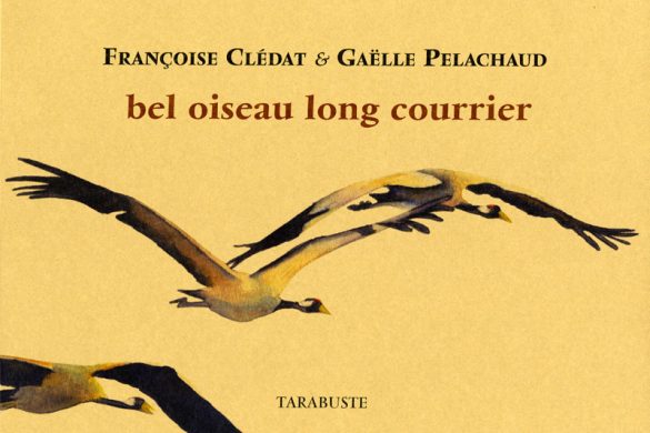 Bel Oiseau long courrier