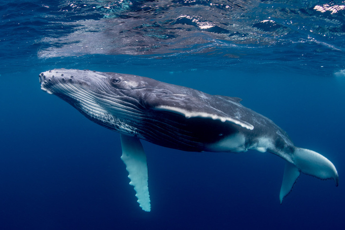 Baleine Museum