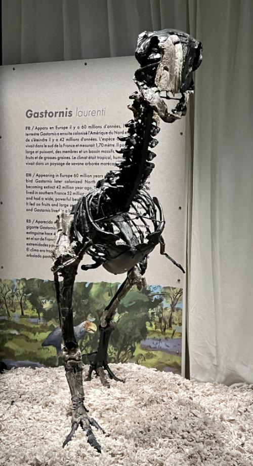 Gastornis