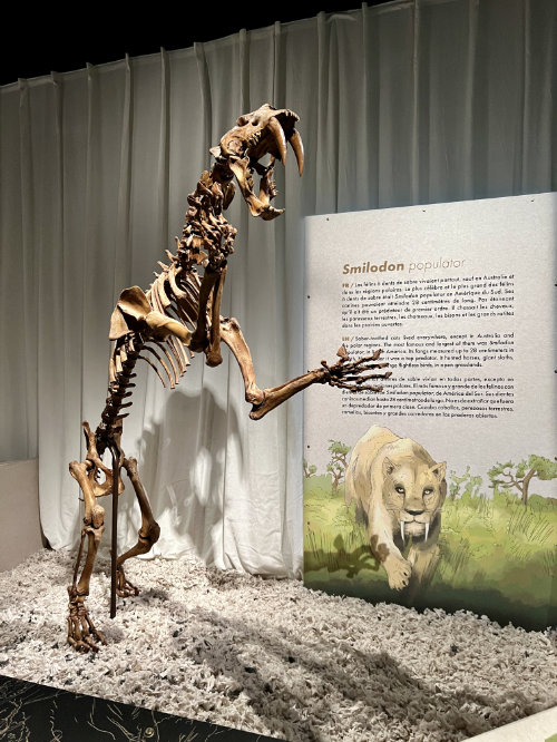 Smilodon