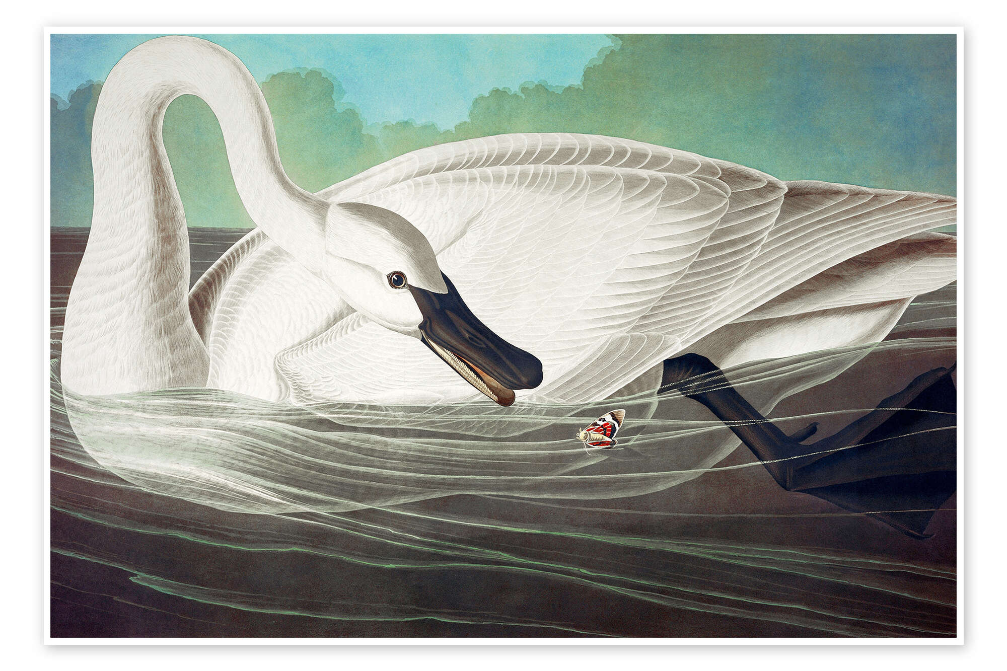 Cygne