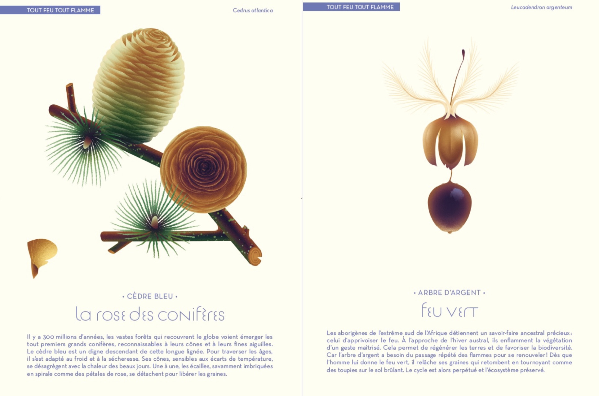 Illustrations Cruschiform