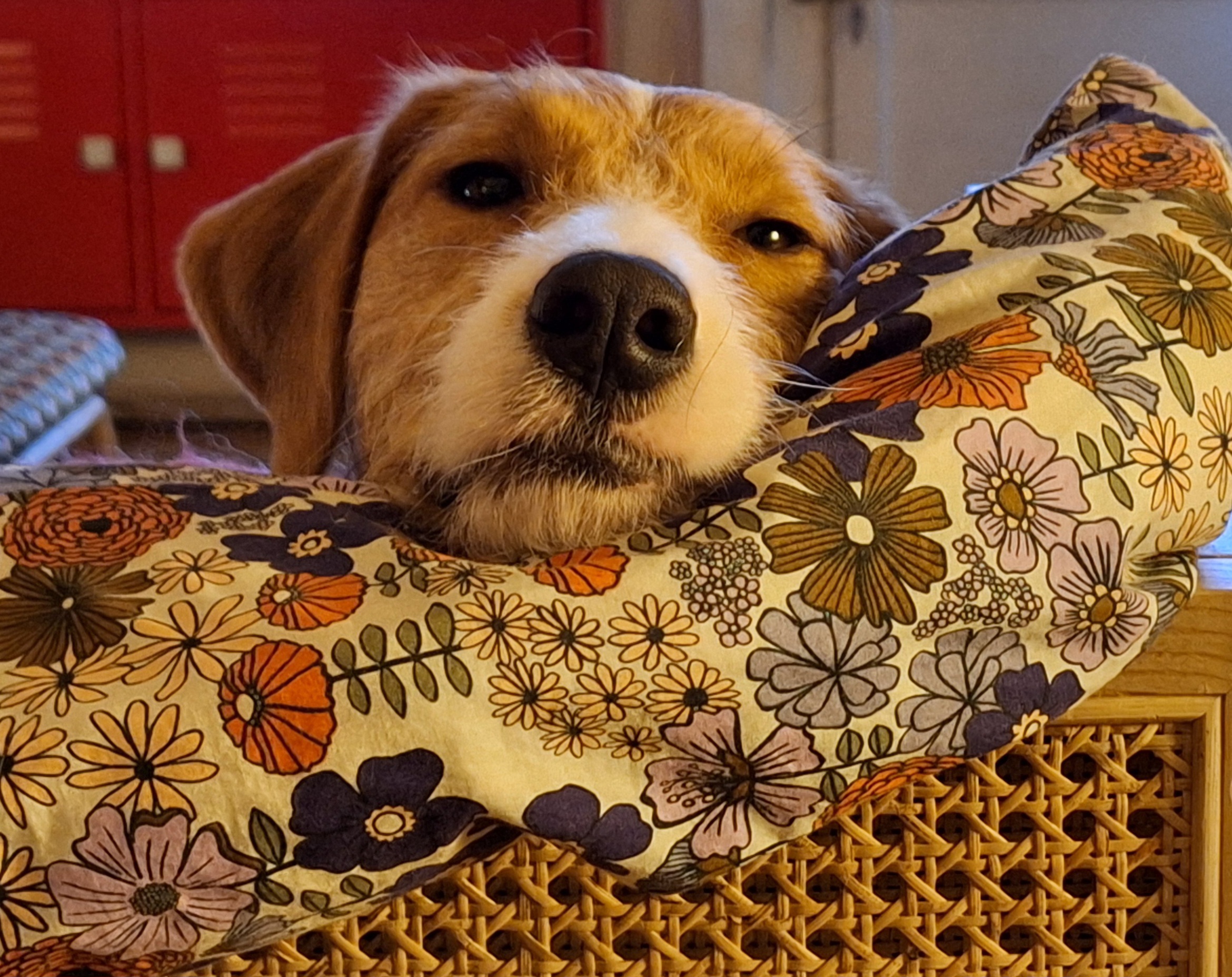 Alma, Sauvée De Traitements Cruels, Dans Sa Vie Nouvelle Et Aimante