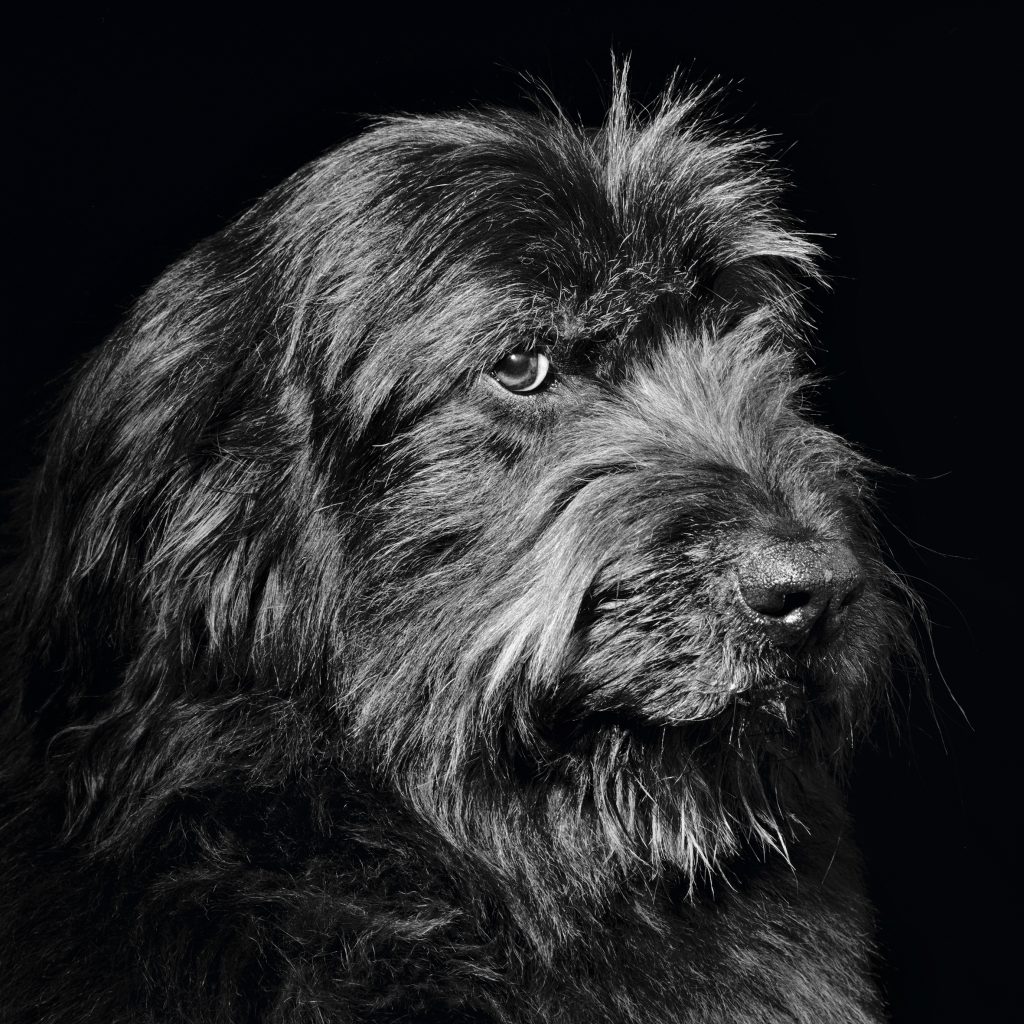 12 MODELE ANIMAL 01