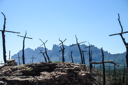 Cross Shaped Trees After Forest Fire