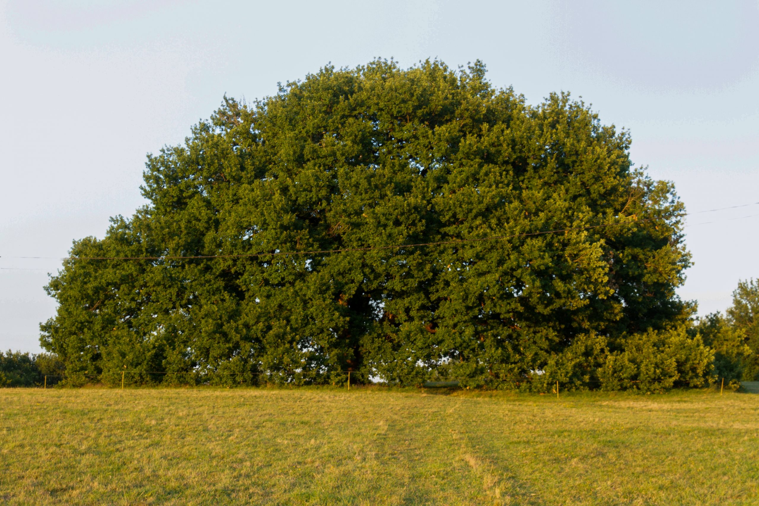 IMG 8274
