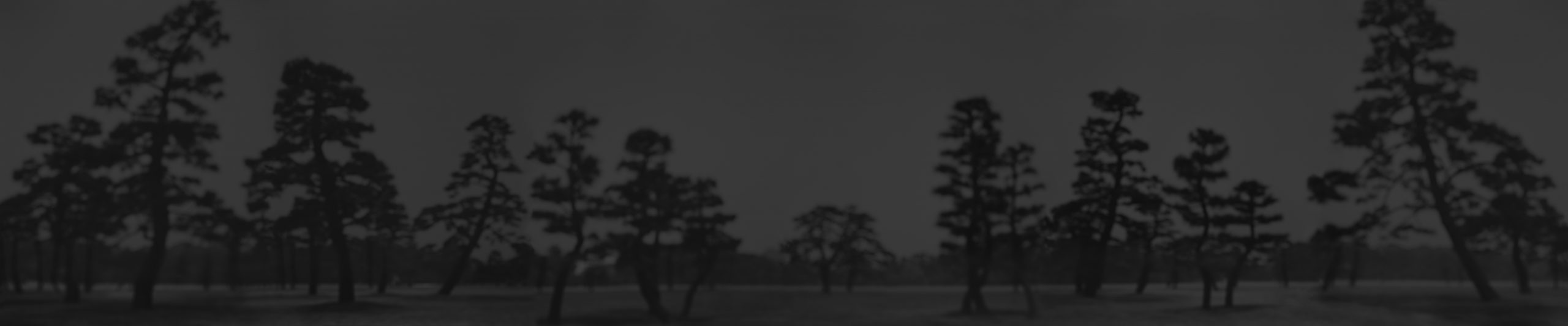 Hiroshi Sugimoto Pine Trees 1
