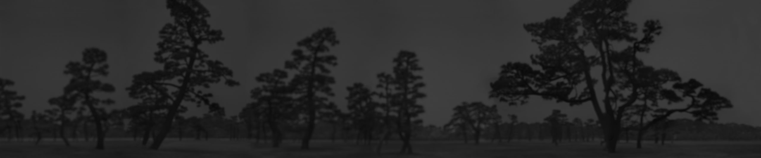 Hiroshi Sugimoto Pine Trees