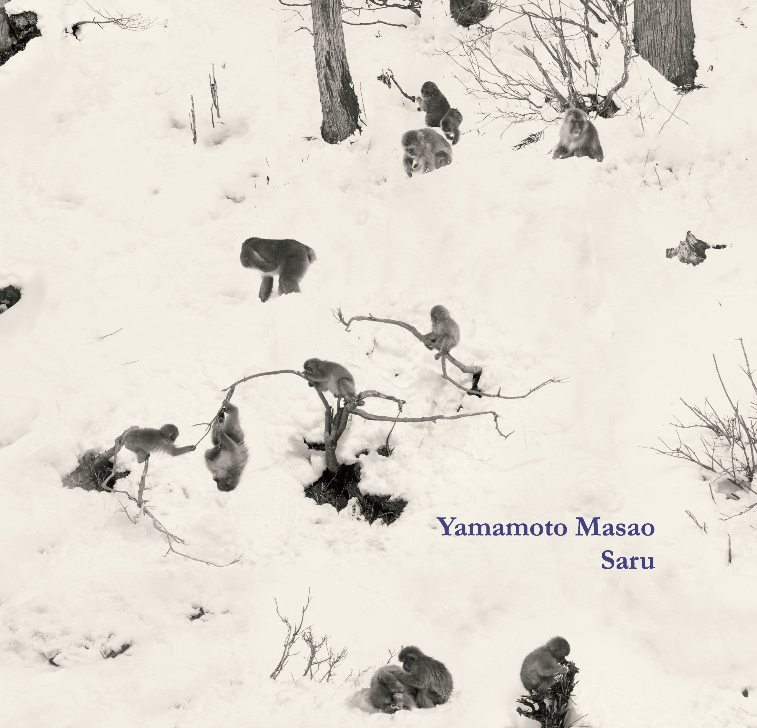 Couverture Yamamoto Saru