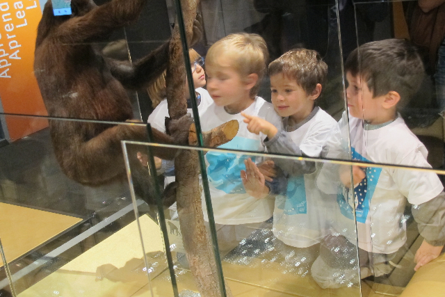 Muséum - Exposition bébés animaux